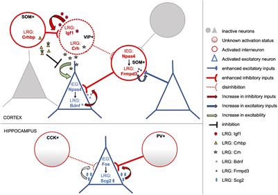 Roles and Transcriptional Responses of Inhibitory Neurons in Learning and Memory